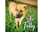 Adopt Tally New Caney a Brown/Chocolate Labrador Retriever dog in Bellingham