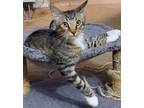 Adopt Lil Boots a Gray, Blue or Silver Tabby Domestic Shorthair / Mixed (short