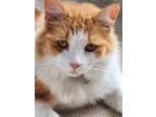 Adopt Chester a Orange or Red (Mostly) American Shorthair (medium coat) cat in