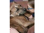 Adopt Onyx a Brindle American Pit Bull Terrier / Boxer / Mixed dog in North