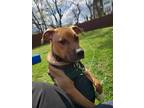 Adopt Rosco a Tan/Yellow/Fawn - with White Pitsky / Feist / Mixed dog in