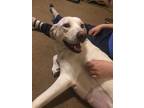 Adopt Bella a White Labrador Retriever / Hound (Unknown Type) / Mixed dog in