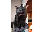 Adopt Sasha a All Black Domestic Longhair / Mixed (long coat) cat in Newman