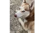 Adopt Bella a White - with Tan, Yellow or Fawn Husky / Mixed dog in Ft Worth
