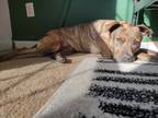 Adopt Bella a Brindle American Pit Bull Terrier / Mixed dog in Warrenton
