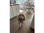 Adopt Bear a Tan/Yellow/Fawn - with White Goldendoodle / Mixed dog in Creedmoor