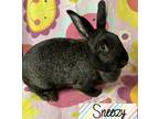 Adopt Sneezy a Black Other/Unknown / Other/Unknown / Mixed rabbit in Gwinn