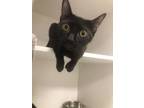 Adopt Franny a All Black Domestic Shorthair / Domestic Shorthair / Mixed cat in
