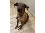Adopt Miss Brown~s23/24-0572 a Brown/Chocolate Mixed Breed (Large) / Mixed dog