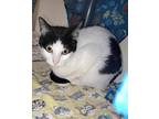 Adopt Love a All Black Domestic Shorthair / Domestic Shorthair / Mixed cat in