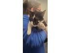 Adopt Biscuit a All Black Domestic Shorthair / Domestic Shorthair / Mixed cat in