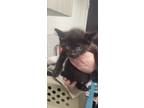 Adopt Falcon a All Black Domestic Shorthair / Domestic Shorthair / Mixed cat in