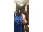 Adopt Bofam a All Black Domestic Shorthair / Domestic Shorthair / Mixed cat in