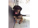 Adopt Holly a Brown/Chocolate - with Black Terrier (Unknown Type