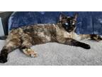 Adopt Lilly a Tortoiseshell Domestic Shorthair / Mixed (short coat) cat in Las