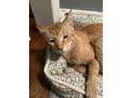 Adopt Gini a Orange or Red Domestic Shorthair / Mixed (short coat) cat in