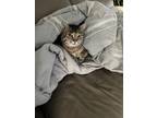 Adopt Lucifer a Gray, Blue or Silver Tabby Domestic Shorthair / Mixed (short