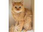 Adopt Akari a Orange or Red Domestic Mediumhair / Mixed Breed (Medium) / Mixed