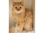 Adopt Akari a Orange or Red Domestic Mediumhair / Domestic Shorthair / Mixed cat