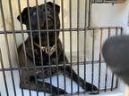 Adopt Arthur a Black Labrador Retriever / Mixed Breed (Medium) / Mixed (short