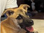 Adopt Lulu a Brown/Chocolate - with Black Belgian Malinois dog in Mission