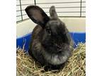 Adopt Odette a Black Other/Unknown rabbit in Westford, MA (41318066)