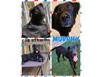 Adopt Murphy a Mixed Breed (Medium) / Mixed dog in Williamsville, NY (41329284)