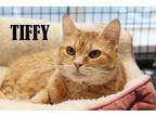 Adopt Tiffy a Spotted Tabby/Leopard Spotted Domestic Shorthair / Mixed cat in