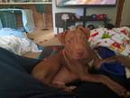 Adopt Cassian a Brown/Chocolate Bull Terrier / Black Mouth Cur / Mixed dog in