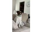 Adopt Starfish a White - with Brown or Chocolate Mixed Breed (Medium) dog in