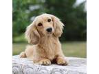 Goldilocks' male pup