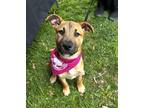 Adopt PENNY a Tan/Yellow/Fawn - with Black Black Mouth Cur / Mixed dog in