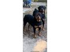 Adopt Bella a Brown/Chocolate Rottweiler / Mixed dog in Richmond, VA (41361119)