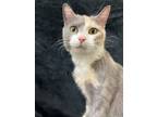 Adopt Kiki a Calico or Dilute Calico Domestic Shorthair cat in Greensboro