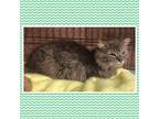 Adopt LOX a Gray or Blue Domestic Longhair (long coat) cat in Buckhannon