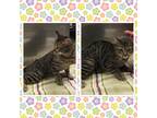 Adopt STRIPEY a Gray, Blue or Silver Tabby Domestic Shorthair (short coat) cat