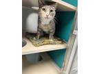 Adopt Leah a White Domestic Shorthair / Domestic Shorthair / Mixed cat in