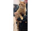 Adopt Puma a Orange or Red Domestic Shorthair / Domestic Shorthair / Mixed cat