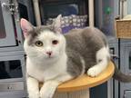 Adopt Frosted Flakes a Gray or Blue Domestic Shorthair / Domestic Shorthair /