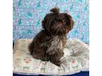 Shih Tzu Puppy for sale in Lathrop, CA, USA