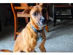 Adopt Ruby a Red/Golden/Orange/Chestnut - with Black Black Mouth Cur / Mixed dog