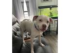 Adopt Blue a White American Staffordshire Terrier / Mixed dog in Brooklyn