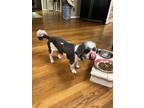 Adopt Lucky a Black - with White Shih Tzu / Mixed dog in Atlanta, GA (41361034)