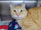 Adopt Tamale a Orange or Red Domestic Shorthair / Mixed cat in Millersville
