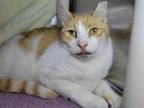 Adopt Waffle a Orange or Red (Mostly) Domestic Shorthair / Mixed cat in