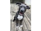 Adopt Kilo a Gray/Silver/Salt & Pepper - with White American Pit Bull Terrier /