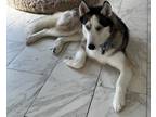 Adopt Shiv a Black - with White Husky / Husky / Mixed dog in Stuart