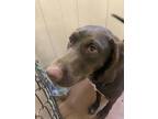 Adopt Delilah a Brown/Chocolate Labrador Retriever / German Shorthaired Pointer