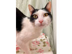 Adopt Jess a White Domestic Shorthair / Mixed Breed (Medium) / Mixed (short