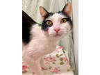 Adopt Jess a White Domestic Shorthair / Domestic Shorthair / Mixed cat in